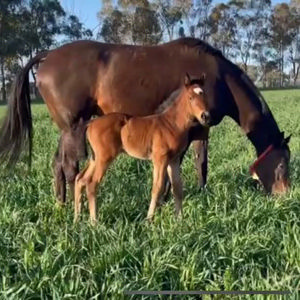 Breednet Gallery - Merchant Navy Kooringal Stud, NSW