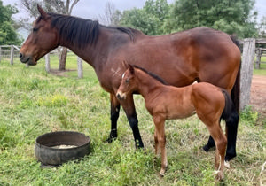 Breednet Gallery - Microphone Midlands Stud, Scone NSW