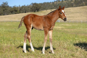 Breednet Gallery - Russian Revolution Glenbeigh Farm