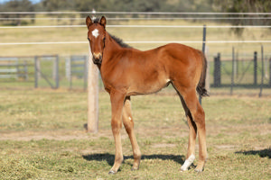 Breednet Gallery - Justify (USA) Glenbeigh Farm