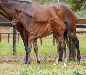 Breednet Gallery - Best of Bordeaux Baramul Stud, NSW