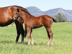 Breednet Gallery - St Mark's Basilica (Fr) Coolmore, NSW