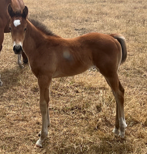 Breednet Gallery - Oceanity Gunnamah Stud, Vic