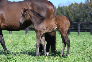 Breednet Gallery - Ole Kirk Vinery Stud, NSW