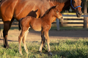 Breednet Gallery - Ellsberg Barador Stud