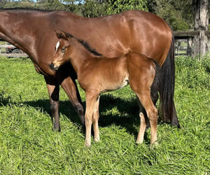 Breednet Gallery - Paulele Davali Thoroughbreds, NSW 