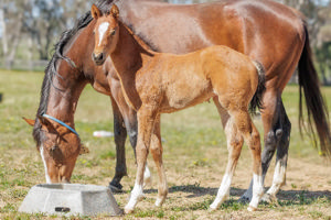 Breednet Gallery - Peltzer Twin Hills Stud, NSW