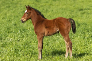 Breednet Gallery - Peltzer Twin Hills Stud, NSW