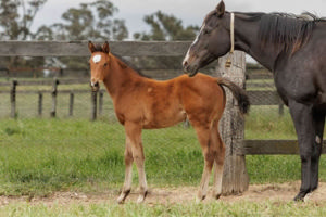 Breednet Gallery - Peltzer Twin Hills Stud, NSW