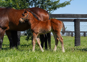 Breednet Gallery - St Mark's Basilica (Fr) Coolmore, NSW