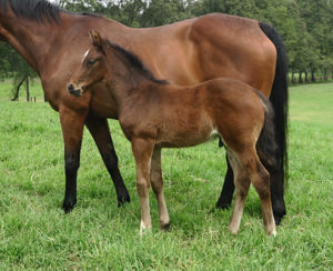 Breednet Gallery - Pinatubo (IRE) Davali Thoroughbreds, NSW 