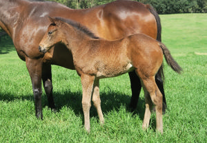 Breednet Gallery - Artorius Davali Thoroughbreds, NSW 