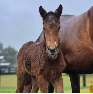 Breednet Gallery - Prague Kia Ora Stud, NSW