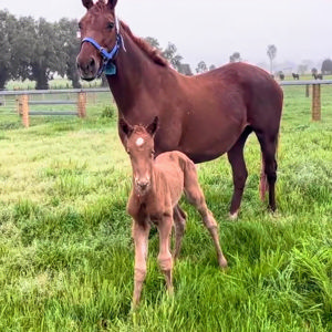 Breednet Gallery - Pride Of Dubai Cross Park Stud, NSW