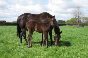 Breednet Gallery - Profondo Windsor Park Stud, NZ