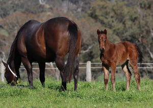 Breednet Gallery - Proisir Lime Country Thoroughbreds, NSW