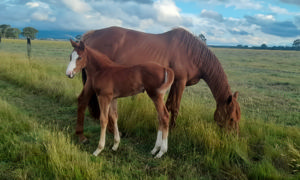 Breednet Gallery - Puissance de Lune (IRE) Willmay Farm, Victoria