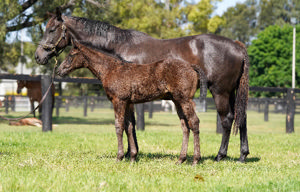 Breednet Gallery - Wootton Bassett (GB) Coolmore, NSW