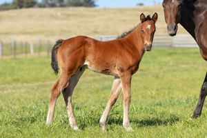 Breednet Gallery - Starspangledbanner Glenbeigh Farm