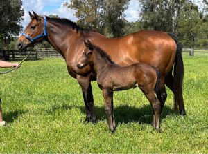 Breednet Gallery - Casino Prince  Davali Thoroughbreds, NSW 