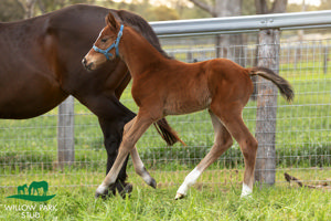 Breednet Gallery - The Autumn Sun Willow Park Stud, NSW