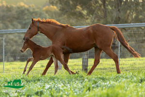 Breednet Gallery - Headwater Willow Park Stud, NSW