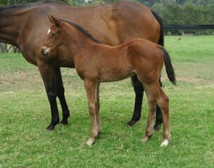 Breednet Gallery - Hellbent Davali Thoroughbreds, NSW 