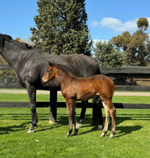 Breednet Gallery - Rubick Swettenham Stud, Vic