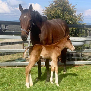 Breednet Gallery - Russian Revolution Milburn Creek, NSW