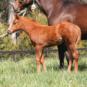 Breednet Gallery - Russian Revolution Silverdale Farm, NSW