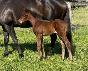 Breednet Gallery - Safeguard  Davali Thoroughbreds, NSW 