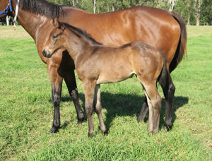 Breednet Gallery - Stay Inside Davali Thoroughbreds, NSW 