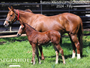 Breednet Gallery - Satono Aladdin (Jpn) Segenhoe Stud, NSW