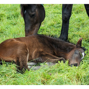 Breednet Gallery - Ardrossan Waikato Stud, NZ