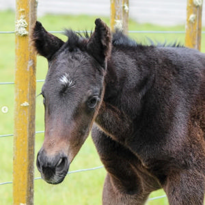 Breednet Gallery - Savabeel Waikato Stud, NZ