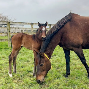 Breednet Gallery - Ardrossan Waikato Stud, NZ