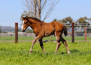 Breednet Gallery - Hitotsu Arrowfield Stud, NSW