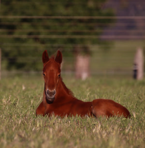 Breednet Gallery - Capitalist Lime Country Thoroughbreds, NSW