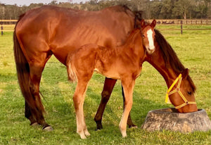 Breednet Gallery - Sebring Sun Glenthorne Park Thoroughbreds, NSW