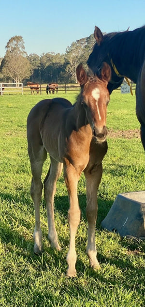 Breednet Gallery - Sebring Sun Glenthorne Park Thoroughbreds, NSW