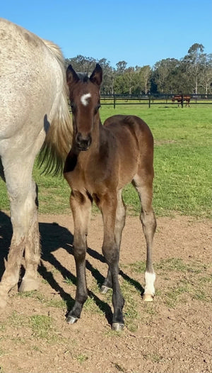 Breednet Gallery - Sebring Sun Glenthorne Park Thoroughbreds, NSW