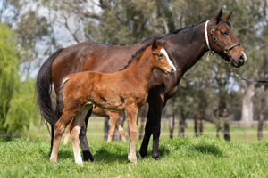 Breednet Gallery - Sejardan Blue Gum Farm, Vic