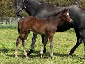 Breednet Gallery - Sejardan Blue Gum Farm, Vic