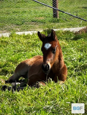 Breednet Gallery - Sejardan Blue Gum Farm, Vic