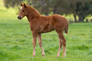 Breednet Gallery - Sejardan Blue Gum Farm, Vic