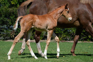 Breednet Gallery - Signore Fox Alma Vale Thoroughbreds, NSW