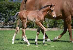 Breednet Gallery - Signore Fox Alma Vale Thoroughbreds, NSW