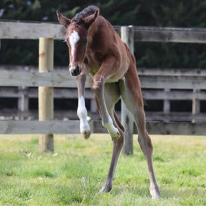 Breednet Gallery - Shamus Award Rosemont Stud, Vic