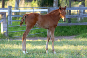 Breednet Gallery - Written By Barador Stud