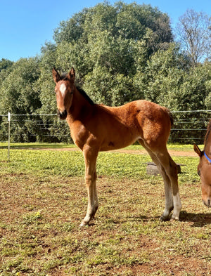 Breednet Gallery - Showtime Drake Bloodstock, NSW